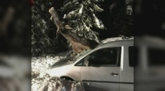 Nórsky vodič mal ohromné šťastie, na sedadle spolujazdca mu pristál obrí los