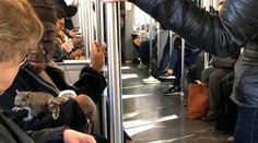 FOTO: Bostonským metrom sa odviezla veverička; túlila sa k cestujúcim