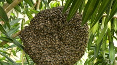 Do Európy sa dostal nový invázny druh včiel z Ázie. Včelári bijú na poplach