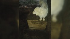 Otrasné podmienky v trebišovskej karanténnej stanici: Vraj pripomína koncentrák pre psov