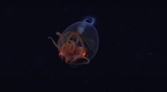 VIDEO: Jedného z najzáhadnejších obrov oceánov prvýkrát zachytili na kameru v jeho prirodzenom prostredí