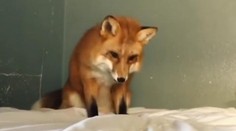 Jeden z najpodivnejších domácich miláčikov. Žena si skrotila líšku