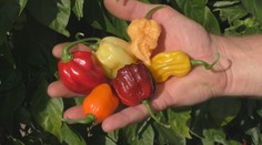 Dokážu uvoľniť hormón šťastia, znižujú cholesterol. Vrcholí obdobie zberu čili papričiek