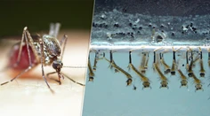 Nechýba vám otravné bzučanie? Horúce leto na Slovensku má nečakaný efekt