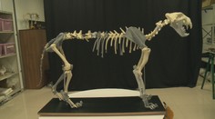 Vyhynul pred desaťtisíc rokmi, no v Banskej Bystrici majú jeho kostru: Vytlačili ju na 3D tlačiarni