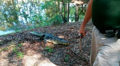 Aligátor zabil ženu, ktorá bola na prechádzke so psom