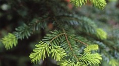 Vláda zakázala slávenie Vianoc