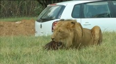 Krvavý útok v safari parku. Lev zabil ženu sediacu v aute