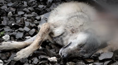 Vlak v lesoch Veľkej Fatry zrazil vlčicu. Pozrite si, aký to bude mať vplyv na ekosystém