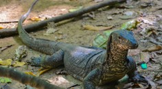 Mysleli si, že kupujú magickú rastlinu: V skutočnosti to boli sušené penisy varanov