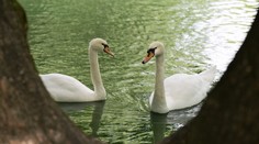 Vyšetrenie apatickej labute potvrdilo očakávané. Vtáčia chrípka sa objavila v ďalšej lokalite