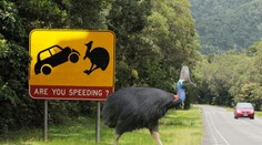 Najvtipnejšie dopravné značky. Pozor, kazuár!