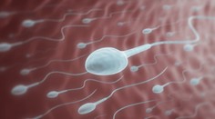 Nová štúdia prichádza s prekvapivými výsledkami. Muži s vyššou kvalitou spermií žijú dlhšie