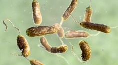 Išiel sa okúpať, onedlho zomrel. V Baltskom mori sa muž nakazil smrtiacou baktériou