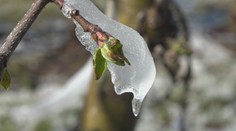 Na marhule či čerešne môže väčšina z nás zabudnúť. Ovocinári prišli o väčšinu úrody