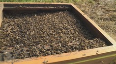 Nebezpečná nákaza. V okolí Spišskej Novej Vsi evidujú za tento rok dokopy šesť ohnísk moru včelieho plodu