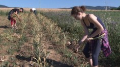 Slovenský cesnak dozrel a je kvalitný. V obchodných reťazcoch ho však nenájdete