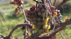 Víno zo severu? Znie to ako šialený nápad, no pre pestovateľov to môže byť aj výzva