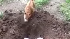 Srdcervúci okamih! Psík pochoval kamaráta, ktorého zabil nedbanlivý vodič