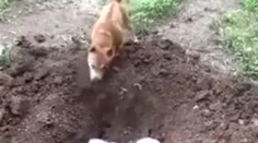 Srdcervúci okamih! Psík pochoval kamaráta, ktorého zabil nedbanlivý vodič
