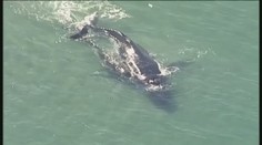 Nikto nechce prísť o mamu. Veľrybie mláďa tu svoju zachránilo pred strašnou smrťou