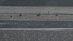 Pod Tatrami primrzli na jazere labute