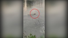 Záhadný tvor vo Váhu: Ľudia majú obavy, či to nie je krokodíl