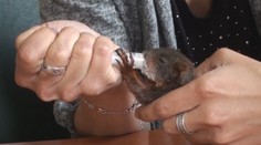 Viete ako postupovať, keď nájdete poranené zviera?