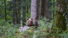 Dokumentárna séria Lebo medveď: Tvorcovia odhaľujú konflikt medzi človekom a prírodou