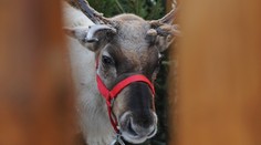 Blesk zabil v Nórsku vyše 300 divokých sobov