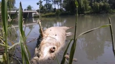 Ryby v Malom Dunaji uhynuli pre nedostatok kyslíka, potvrdila to inšpekcia