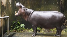 Muža napadol hroch. Myslel si, že ide o jeho posledné chvíle života