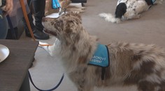 Psy ako pomocníci pri výsluchoch: Polícia v Prahe spustila unikátny projekt