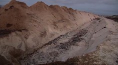 Norky, ktoré v Dánsku vyhubili pre strach zo zmutovaného koronavírusu, "vyliezajú" z hrobov