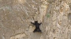 To ste ešte nevideli: Medvedica s mláďaťom šplhajú po skalách ako horolezci