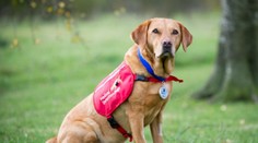 Zázračná fenka zistí, či máte rakovinu. A to veľmi presne