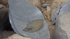 Vedci objavili fosíliu dávneho predátora, ktorý tvarom tela pripomína vesmírnu loď