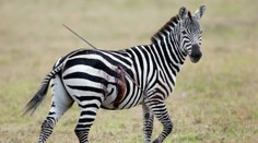 Neuveriteľná krutosť: Zebra behala so zapichnutým oštepom v tele