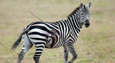 Neuveriteľná krutosť: Zebra behala so zapichnutým oštepom v tele