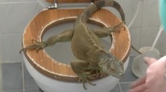 Hádajte, čo sa chystá jašter urobiť