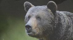 Na Slovensku žije rekordné množstvo medveďov. Tento bol najväčší
