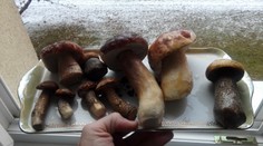 Huby do kapustnice nazbieral na Štedrý deň