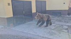 Enviropolícia prešetrí, či bol usmrtený ten medveď, ktorý zranil piatich ľudí v Liptovskom Mikuláši