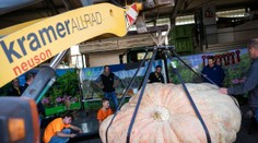 Na svete je nový rekord. Po piatich rokoch sa podarilo vypestovať najťažšiu tekvicu