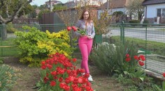 Stačil jeden darček z Holandska. Dnes je z tejto slovenskej dediny tulipánový unikát