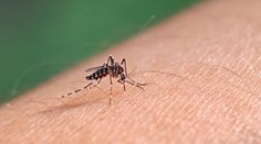 Po záplavách hrozí ďalšia vlna komárov. Odborníčka prezradila, kde to ľudia pocítia najviac