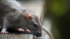 Potkan zapríčinil, že lietadlo muselo desať dní zostať na zemi