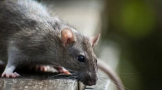 Potkan zapríčinil, že lietadlo muselo desať dní zostať na zemi
