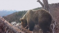 Kuriózna záhada v Česku: Niekto vraj vypúšťa do prírody medvede. Teraz si lámu hlavu, kto a prečo to robí