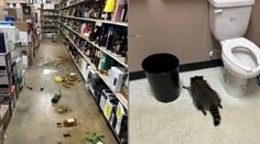 FOTO: V obchode narobil poriadnu spúšť. Opitý medvedík však ďaleko neušiel, našli ho spiaceho na toaletách